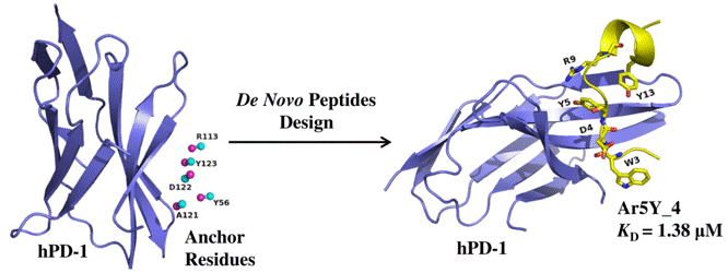 Discovery of peptide inhibitors targeting hPD-1